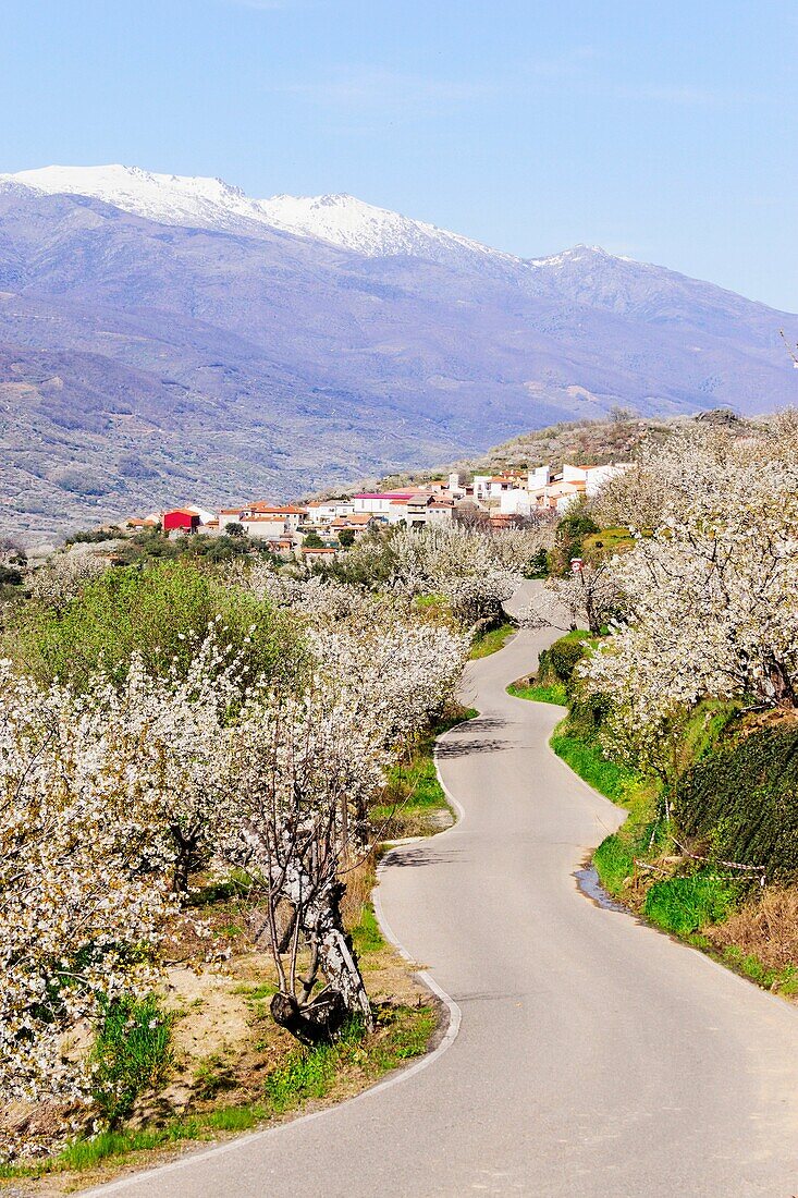 kirschblüten, Prunus cerasus-, Valdastillas, Jerte Tal, Caceres, Extremadura, Spanien, europa