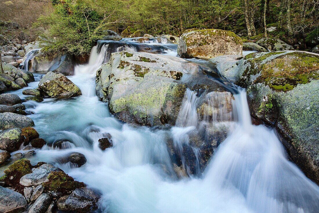 Laubwald, Naturpark Garganta de los Infiernos -Schlucht der Hölle-, Säge Tormantos, Jerte-Tal, Caceres, Extremadura, Spanien, Europa