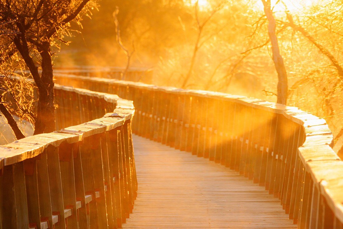 Tablas de Daimiel National Park, Ciudad Real, Castilla-La Mancha, Spain, europe.