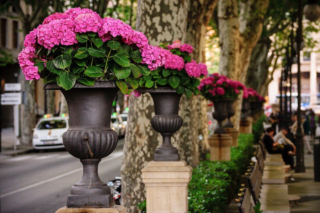 Passeig del Born, Passeig del Born-, Palma, Mallorca, Balearen, Spanien, Europa