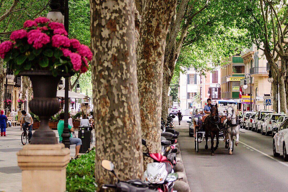 Pferdekutsche, Passeig del Born, Passeig del Born-, Palma, Mallorca, Balearen, Spanien, europa