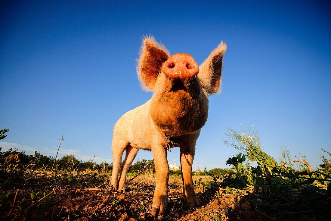 Schwein auf einem Acker, Sant Jordi, Gemeinde Palma, Mallorca, Balearen, Spanien, Europa