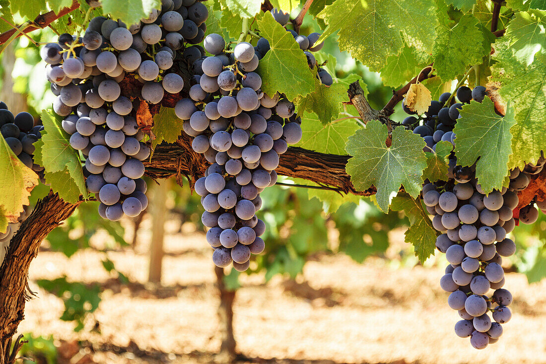 grape. Field of vines, Santa Maria, Mallorca, Balearic Islands, Spain, europe.