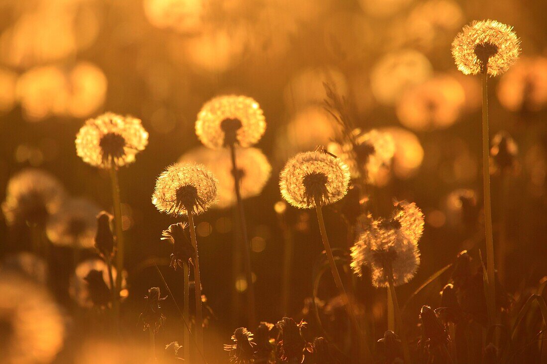 field of dandelion, Switzerland.