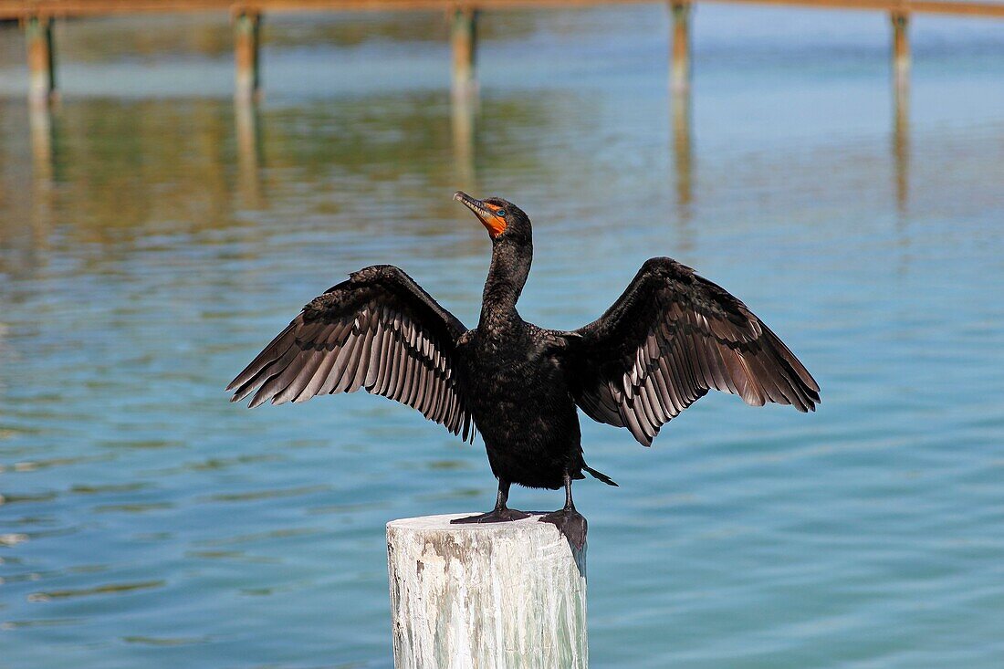 Florida Keys USA Birds Double Crested Cormorant Phalacrocorax Auritus on wharf piling.