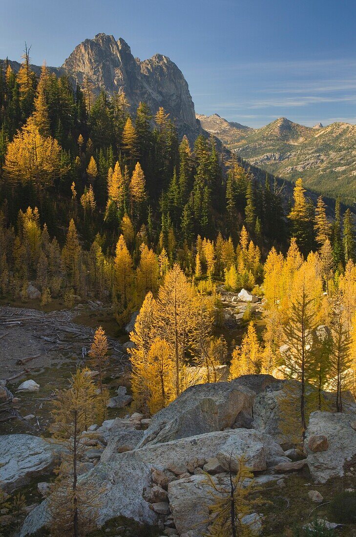 Early Winters Spires and Subalpine Larch (Larix lyallii) in autumn, North Cascades Washington.