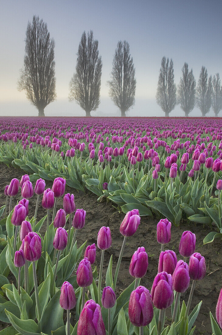 Foggy Sunrise over the Skagit Valley Tulip Fields.