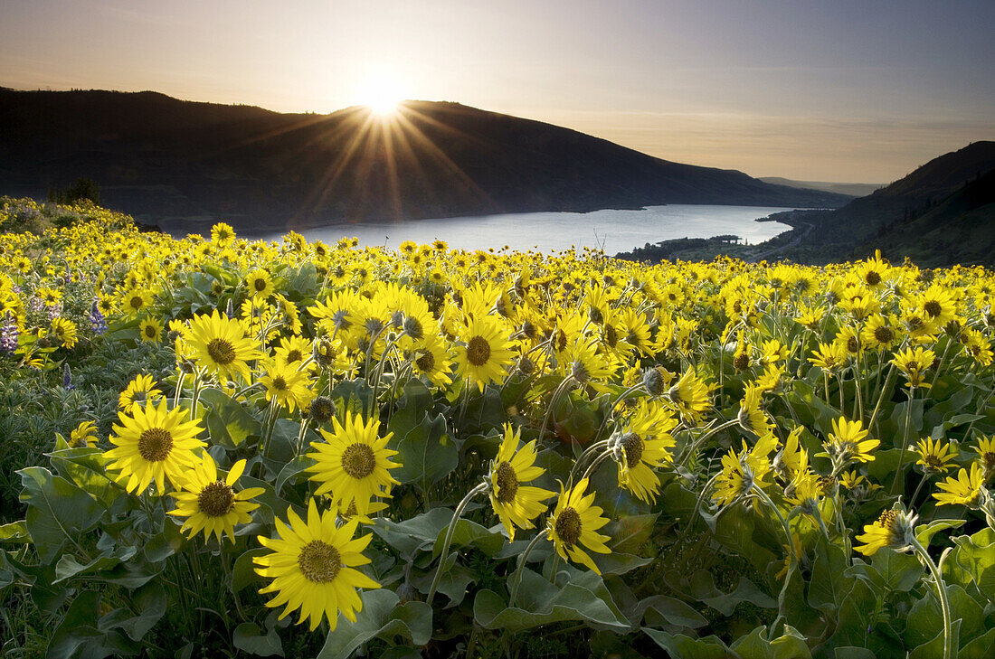 Balsamroot wildflowers at sunrise, Rowena Crest, Columbia River Gorge National Scenic Area, Oregon.