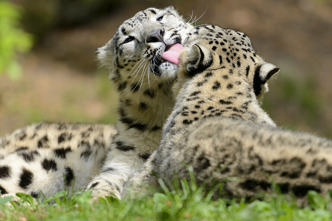 Uncia uncia, Captive, Snow Leopard, Germany.