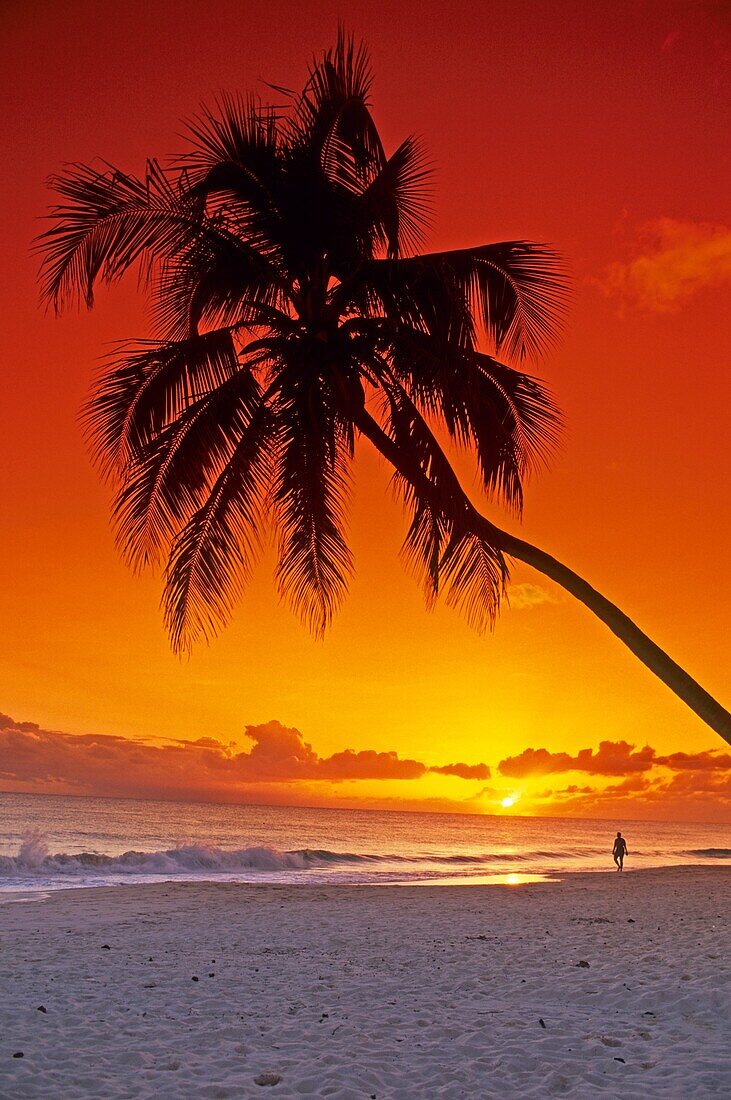 'Barbados; Beach; Sunset; Palm Tree; Walking along the Beach; Caribbean Sea.'