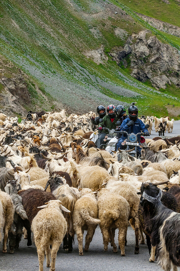 Motorcyclists riding through a herd of Sheep and goats , Leh-Manali Highway, Himachal Pradesh, India.