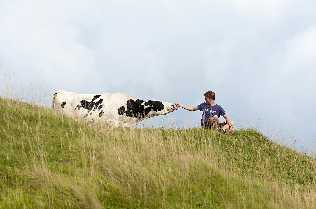 Young man befriends a cow on Cherhill Downs. Wiltshire, UK.