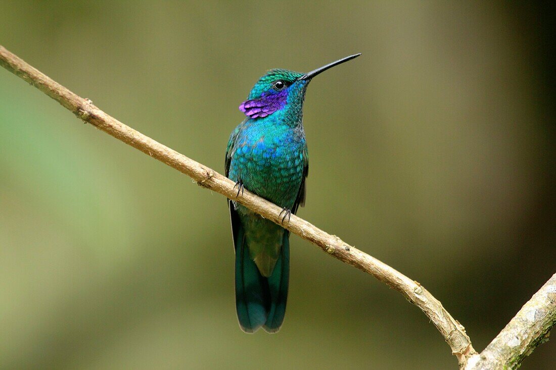 Green Violetear hummingbird San Eusebio Cloud Forest Venezuela.