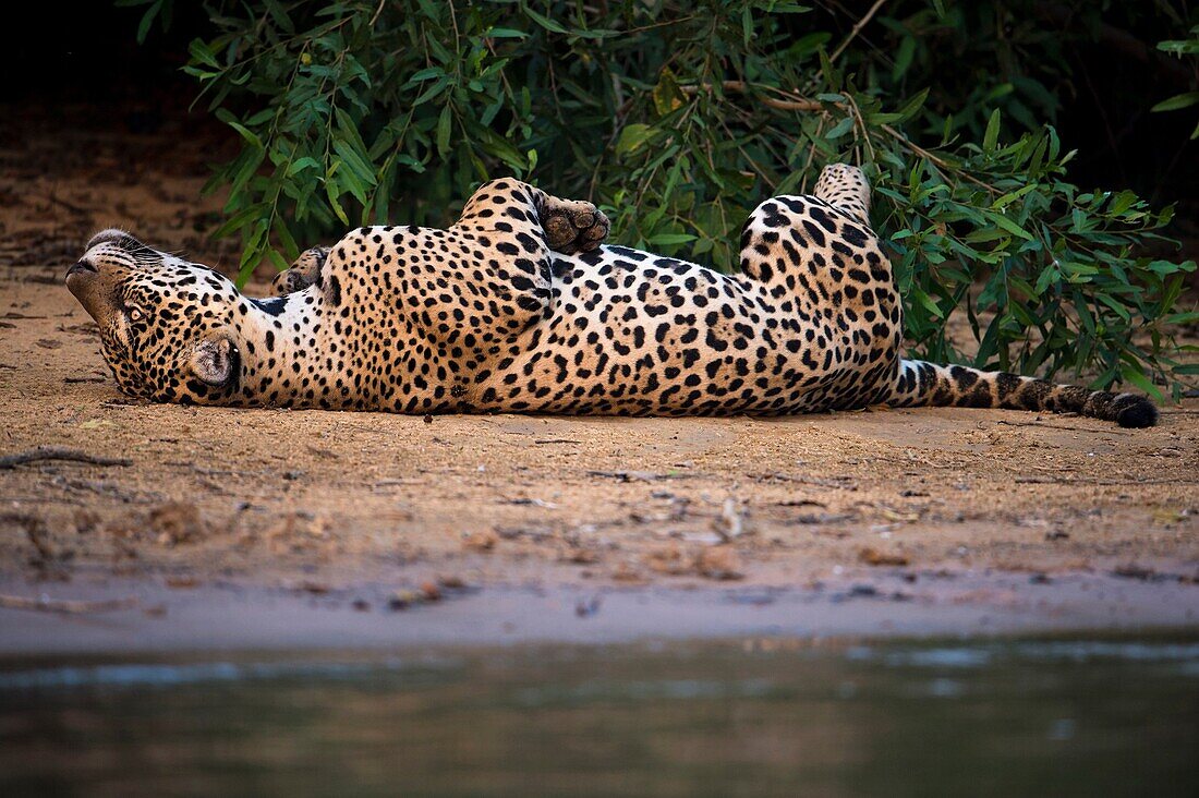 Jaguar lying on the back on sand bank, close to water, Pantanal, Brazil.