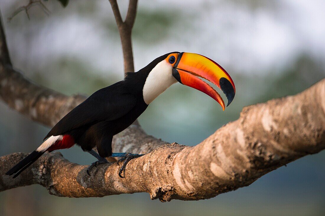 Toco toucan (Ramphastos toco), Pantanal, Brazil.