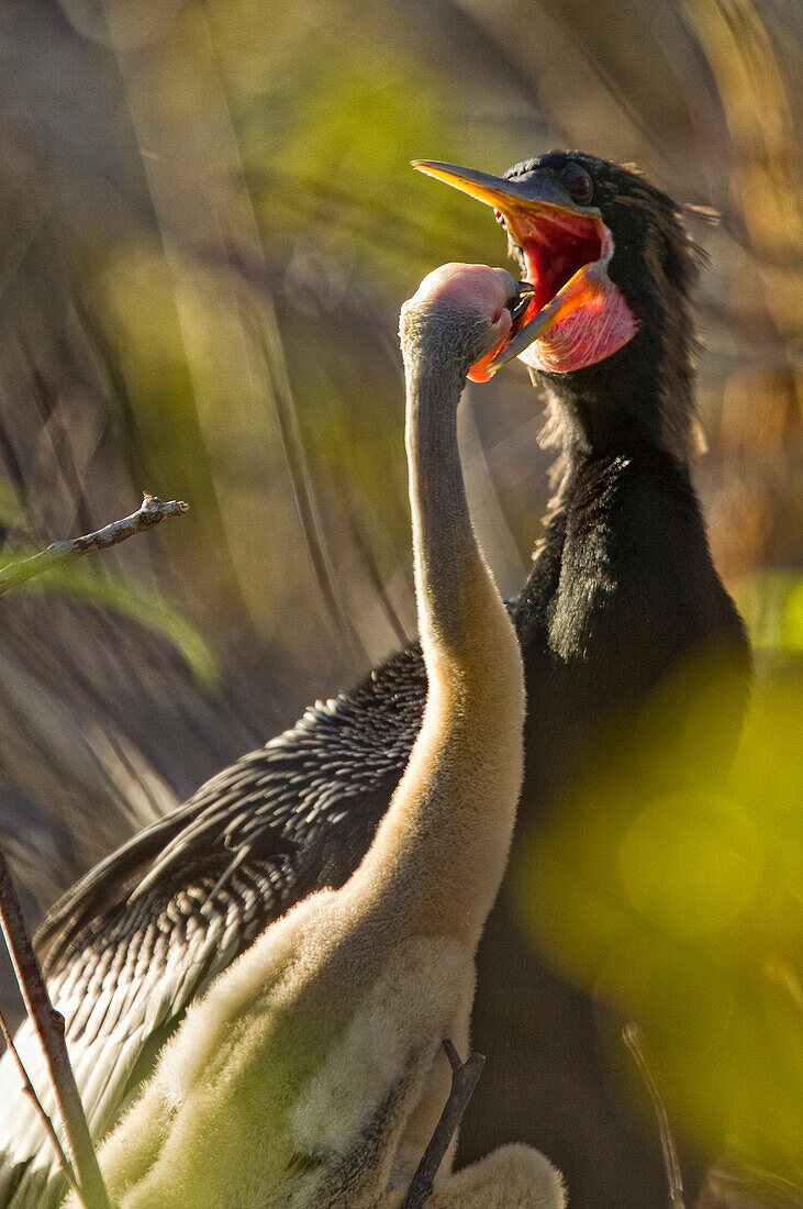 Anhinga Feeding Her Young In The Everglades National Park, Florida.