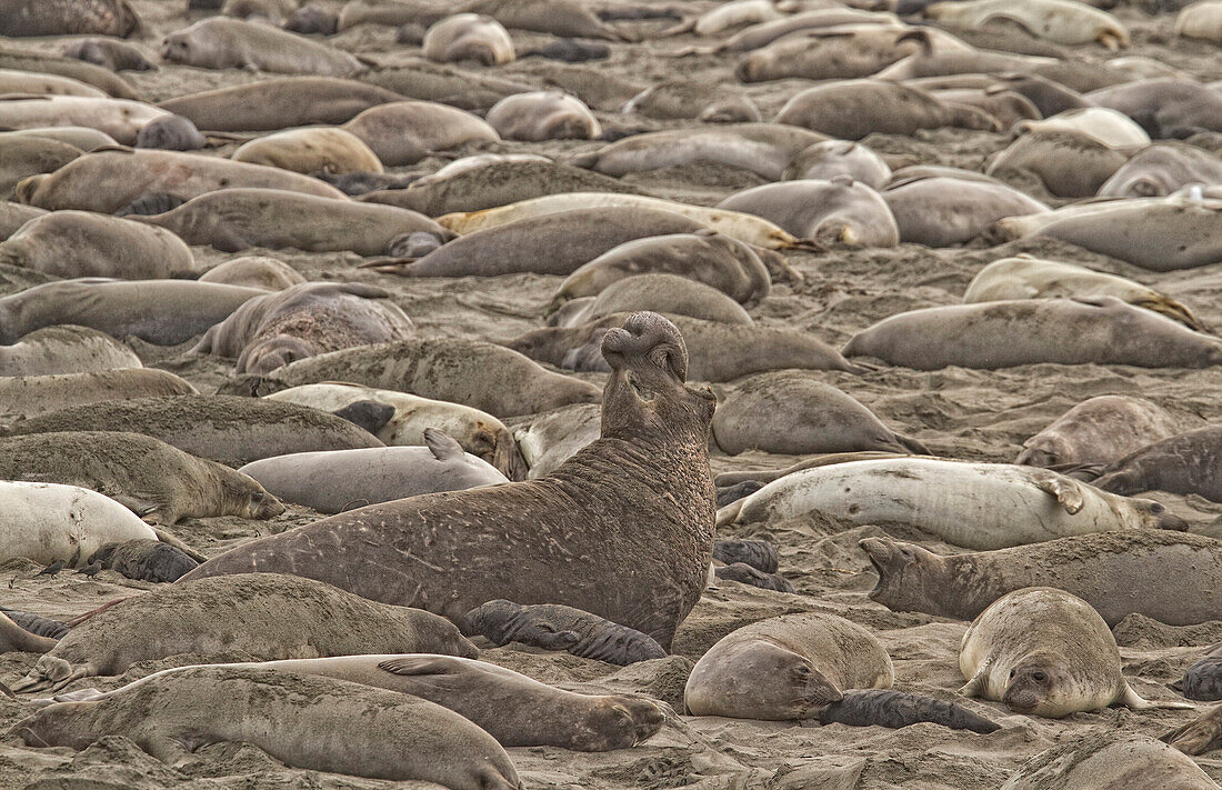 Male Elephant Seal Barking Amidst A Throng Of Female Elephant Seals At A Rookery.
