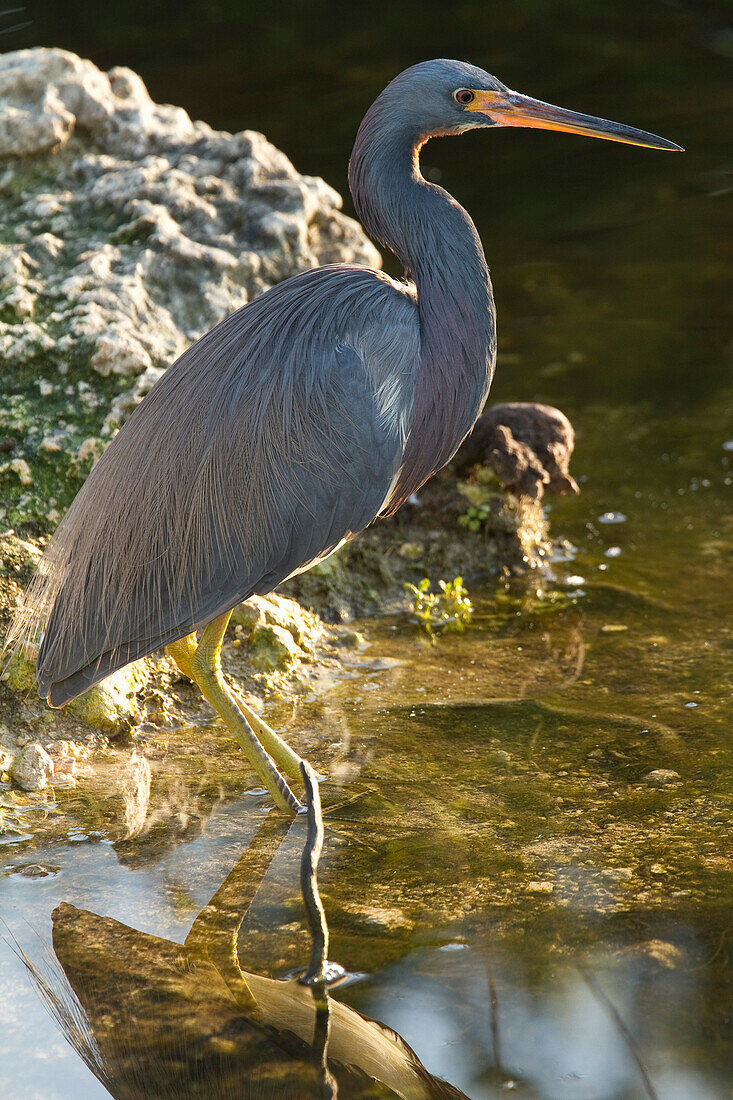 Tricoloured Heron, Everglades National Park, Florida.