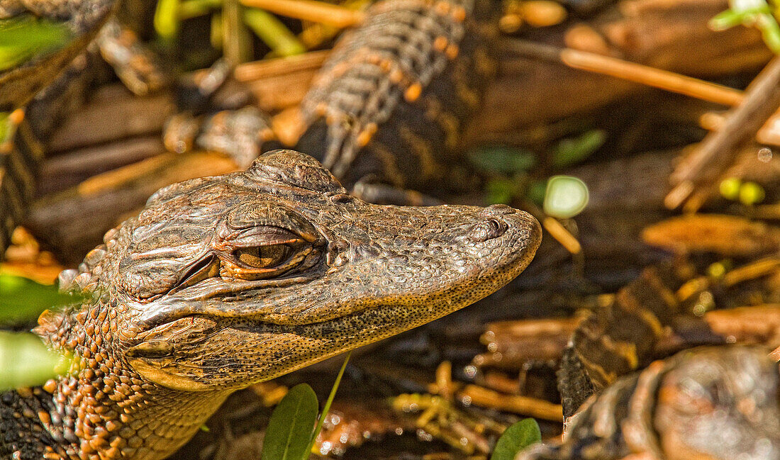 Juvenile American Alligators, Everglades National Park, Florida.
