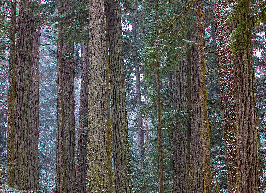 Snow Covered Trees In Cathedral Grove Near Port Alberni, Vancouver Island, British Columbia.