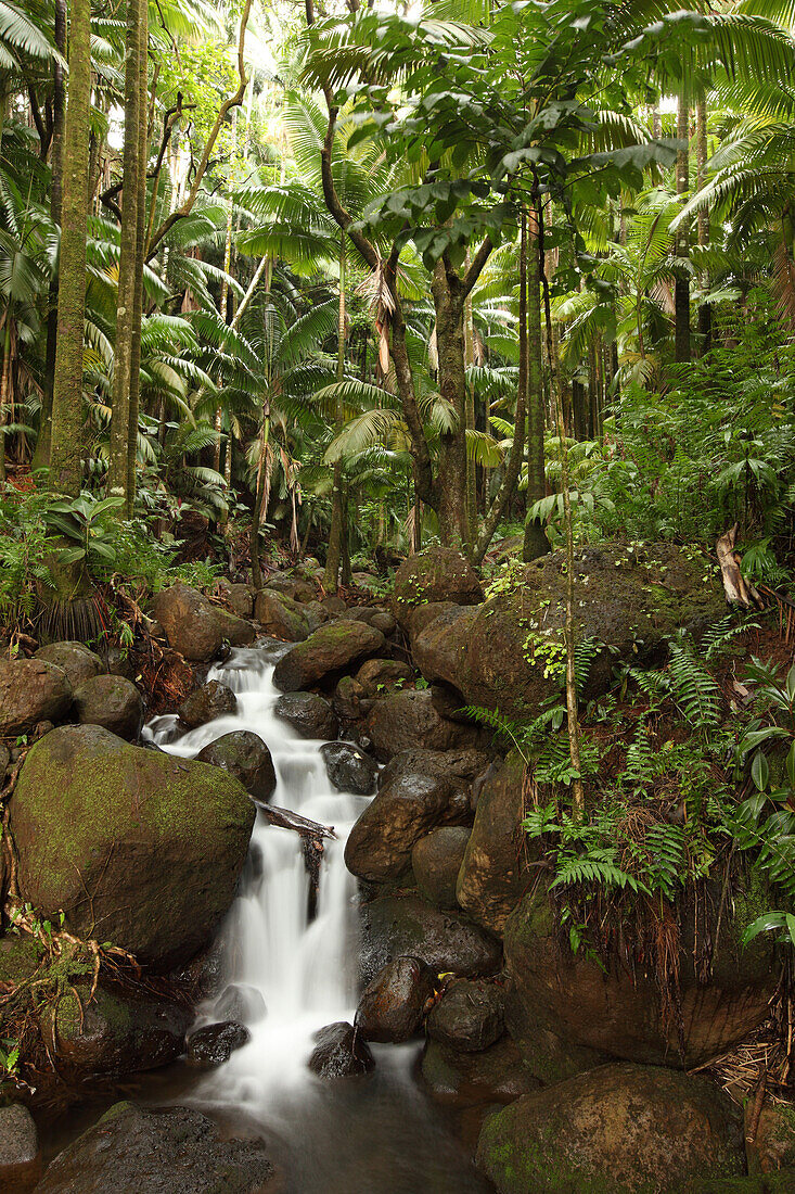 Stream Running Through The Rainforest Near Hilo, Big Island, Hawaii