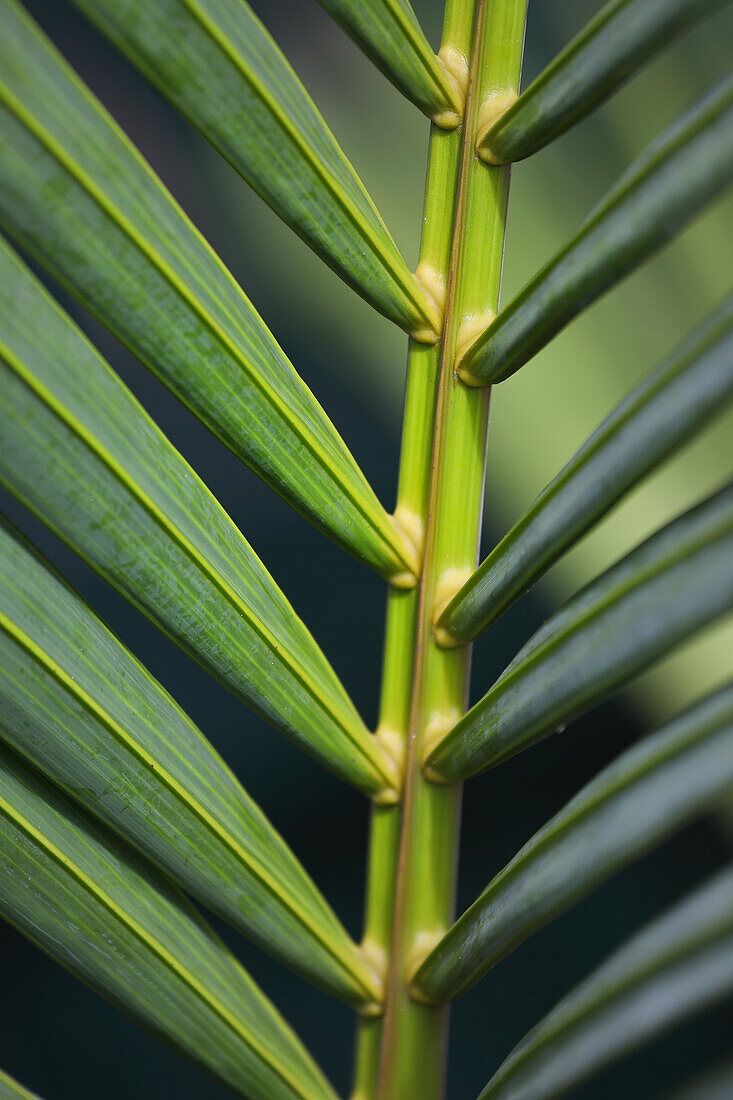 Close Up Of A Plant On The Island Of Kauai, Hawaii