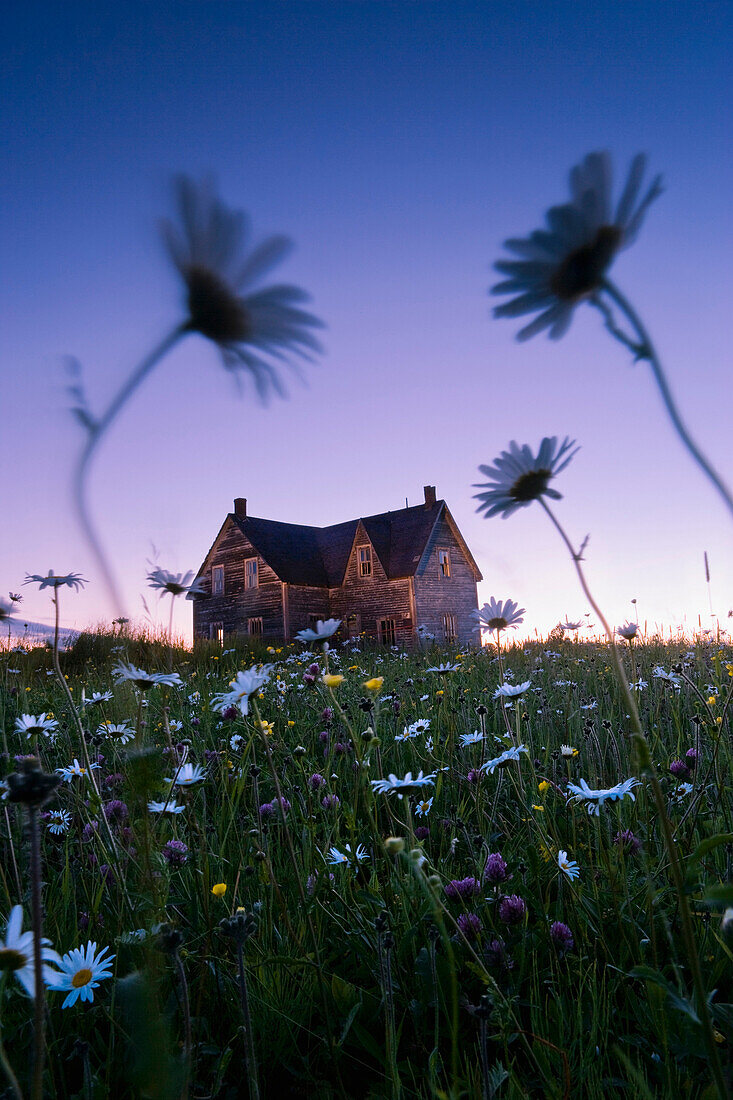 Artist's Choice: Oxeye Daisies And Abandoned House At Dusk, Perce, Gaspesie, Quebec