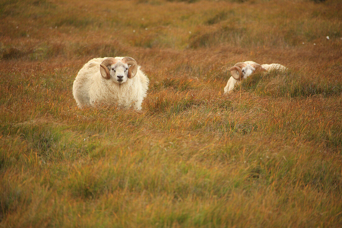 Adult Male Sheep In A Field, Northern Iceland