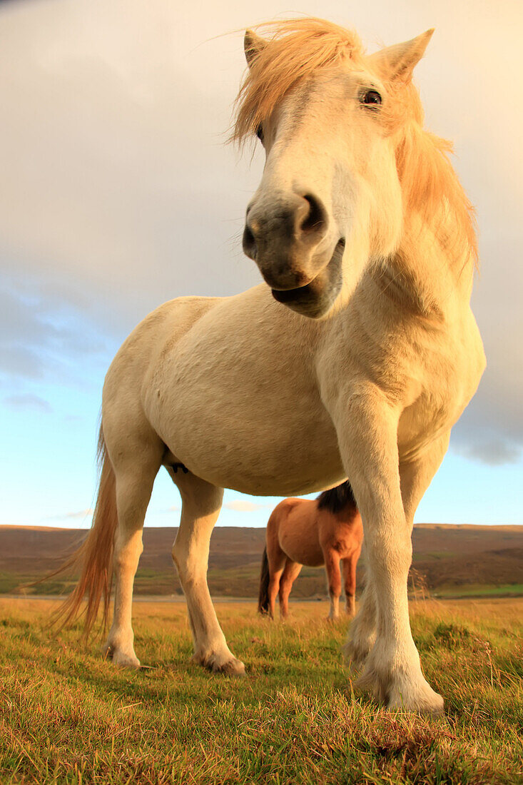 White Icelandic Horse, Iceland