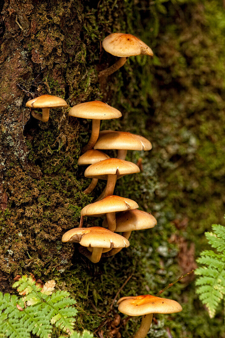 Mushrooms On A Tree Stump, Algonquin Provincial Park, Ontario.