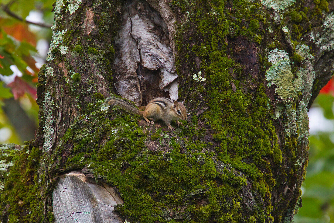'Chipmunk In A Maple Tree; Ontario Canada'