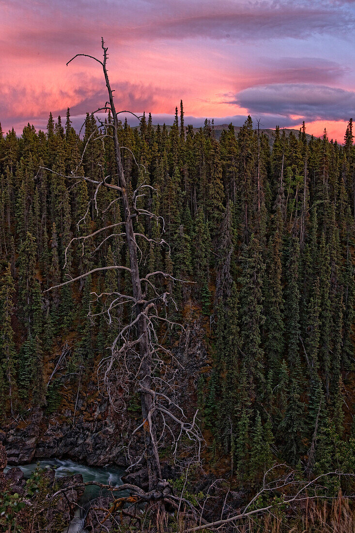 Dead Tree Over High Creek Canyon At Sunset Outside Of Atlin, Bc.