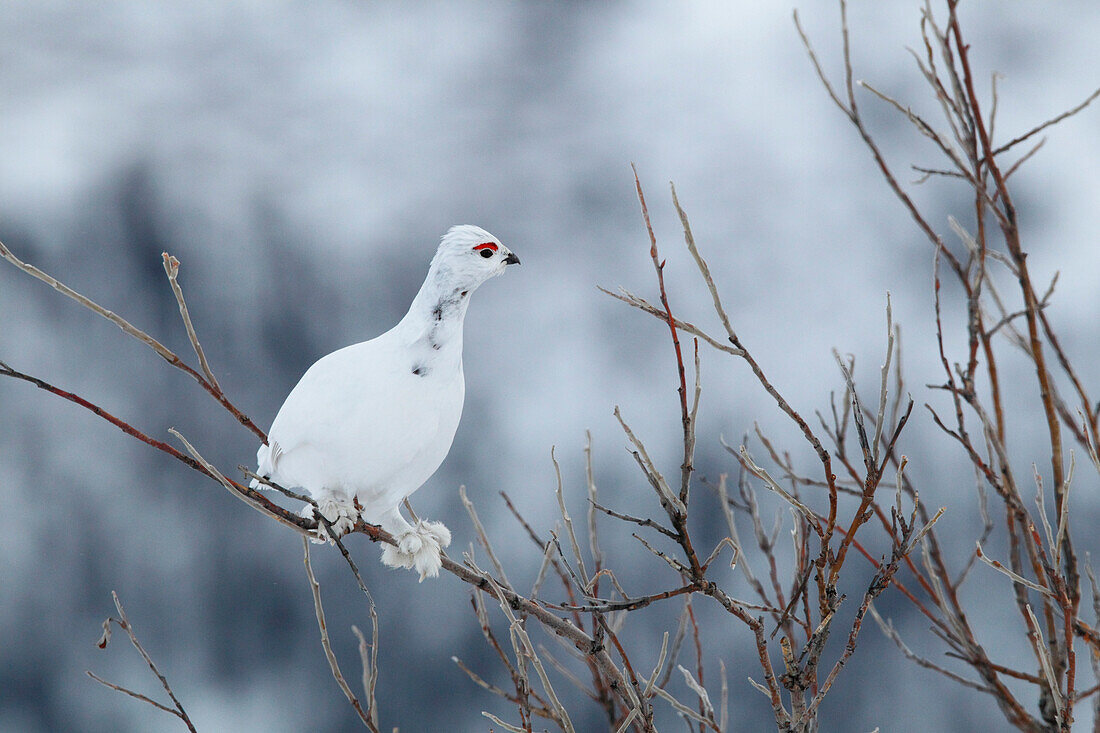 Ptarmigan In The Willows Along The Demspter Highway, Yukon.