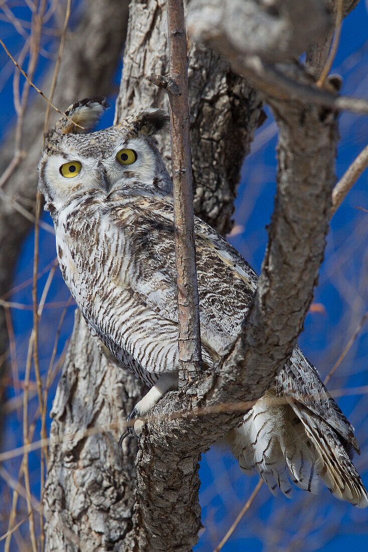'Great Horned Owl In A Tree; Saskatchewan Canada'