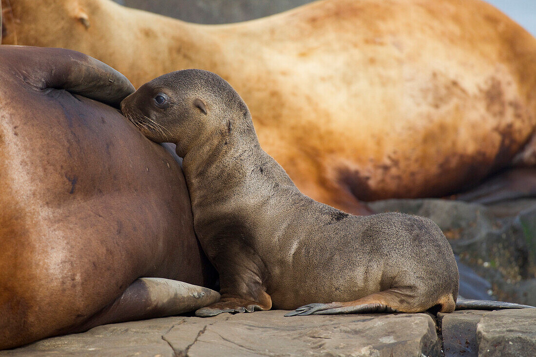 Steller Sea Lion Female And Young Pup Nursing Rock, Prince William Sound, Southcentral Alaska, Summer