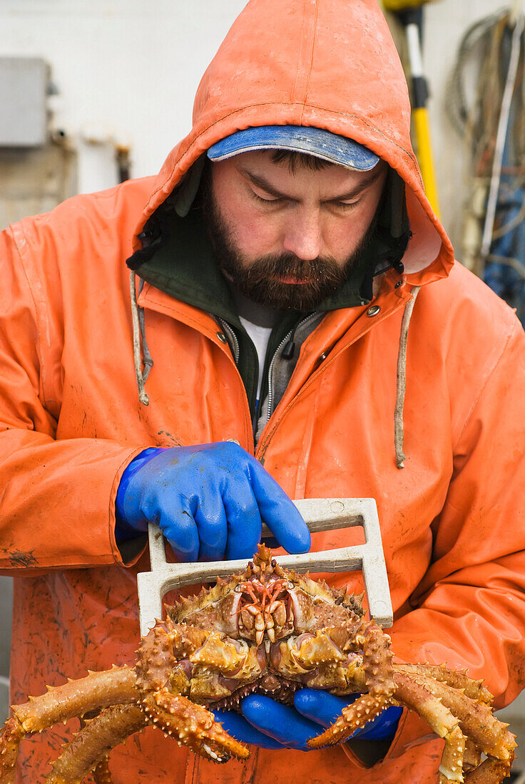 A Commercial Fisherman Checks The Size Of A Golden King Crab To Make Sure It Is A Legal Size On The F/V Morgan Anne In Icy Strait Near Juneau, Alaska