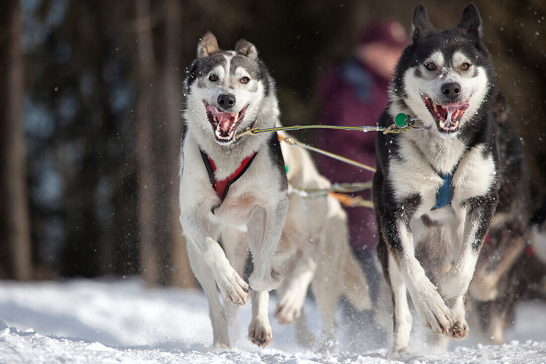 Brennan Norden's Lead Dogs Running During The 2011 Iditarod Ceremonial Start In Anchorage, Southcentral Alaska, Winter