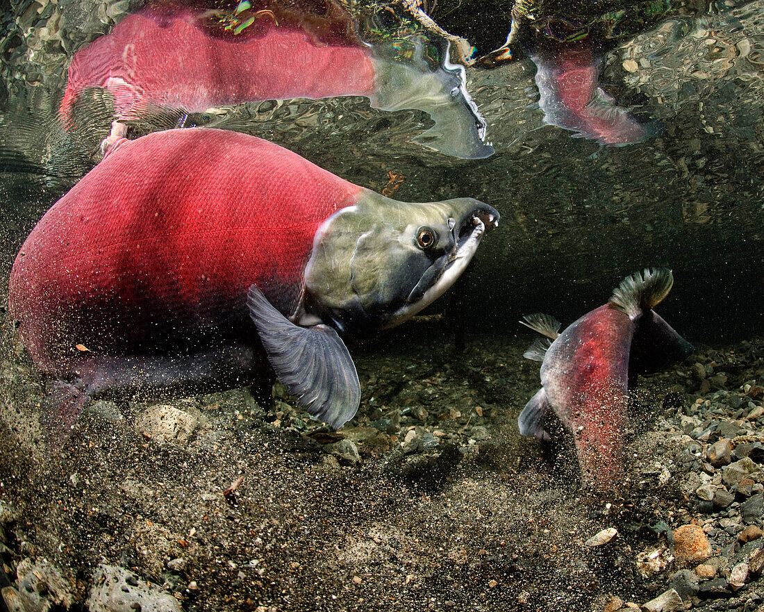 Paired Up Sockeye With Female Salmon Excavating A Redd, Power Creek, Copper River Delta, Prince William Sound, Southcentral Alaska