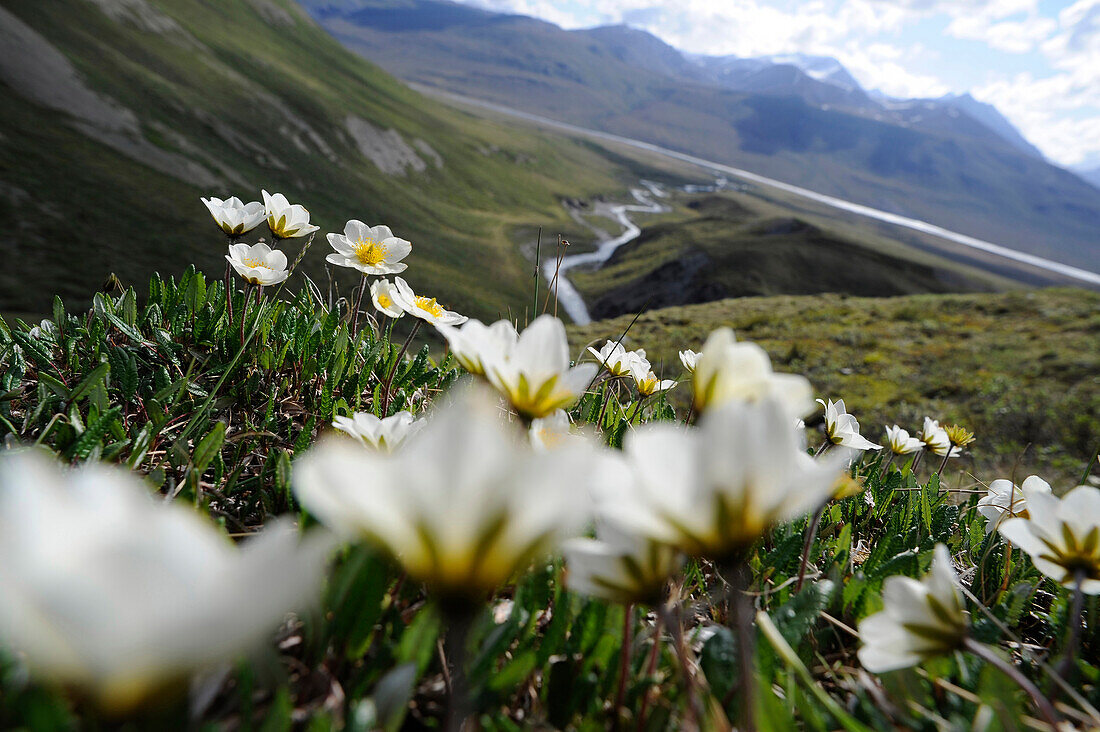 Scenic View Overlooking Katak Creek With Wildflowers In The Foreground, Brooks Range, Anwr, Arctic Alaska, Summer