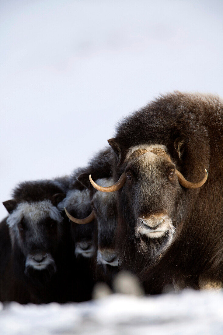 Musk-Ox Cows & Calves In A Defensive Lineup During Winter On The Seward Peninsula Near Nome, Arctic Alaska