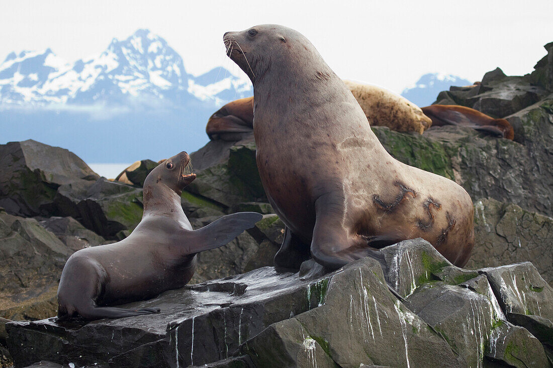 Male Steller Sea Lion With A Tattoo On Side And Young Female Interacting On Rock, Prince William Sound, Southcentral Alaska, Summer