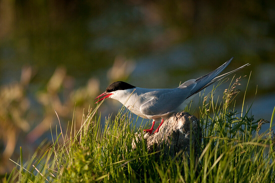 An Arctic Tern Stands On A Rock At Potter Marsh In The Anchorage Coastal Wildlife Refuge, Near Anchorage, Southcentral Alaska, Summer/N