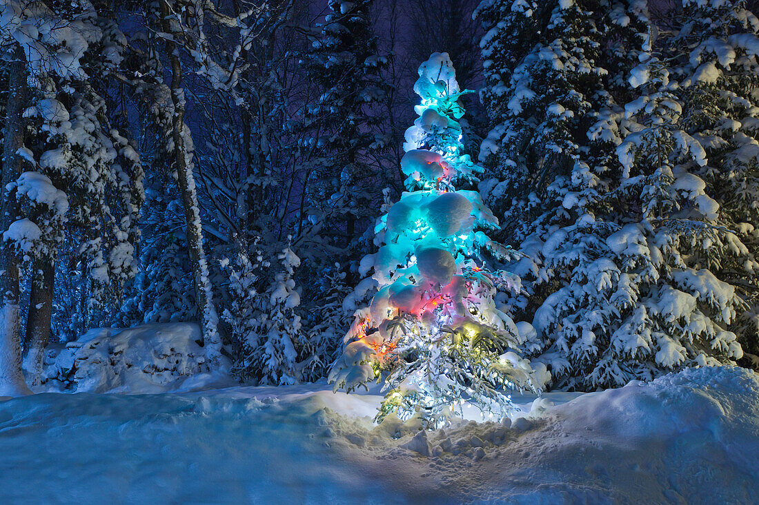 Snow Covered Lit Christmas Tree On The Edge Of A Forest At Dusk, Anchorage, Alaska, Winter