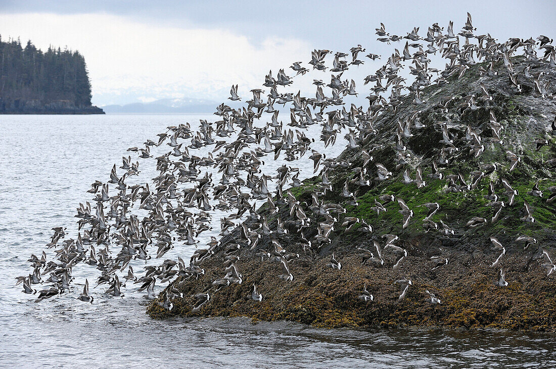 A Flock Of Surfbirds (Aphriza Virgata) Take Off From The Gravina Rocks In Port Gravina, Prince William Sound, Southcentral Alaska, During Their Annual Spring Migration In Early May.