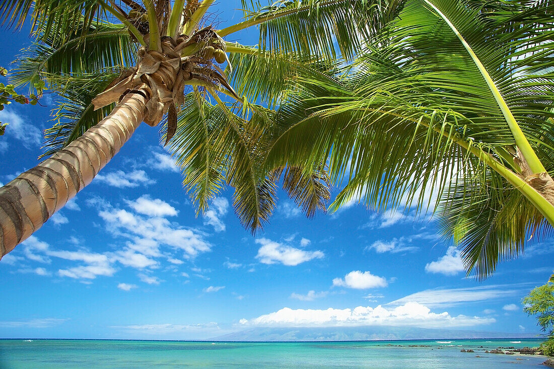 'Palm trees and the pacific ocean on the coast of an hawaiian island; Hawaii, United States of America'