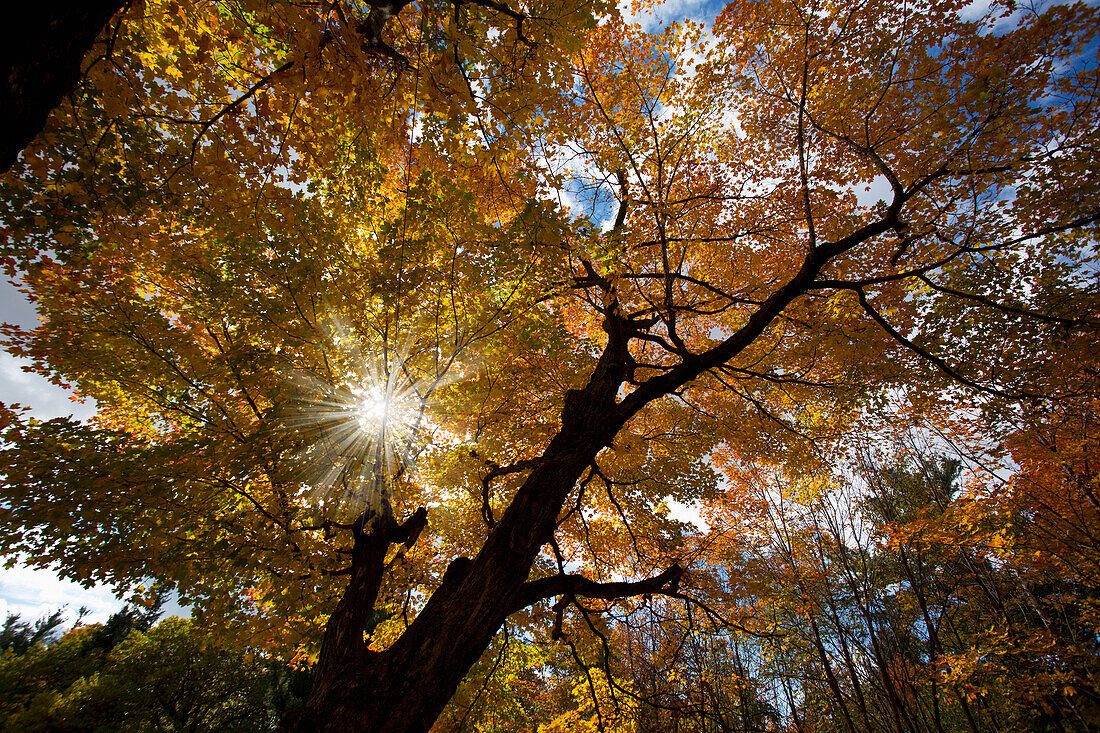'Sunlight Through Golden Autumn Leaves On Tree In Gatineau Hills; Quebec, Canada'