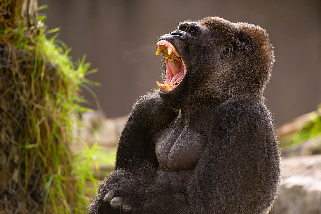 Western Lowland Gorilla yawning