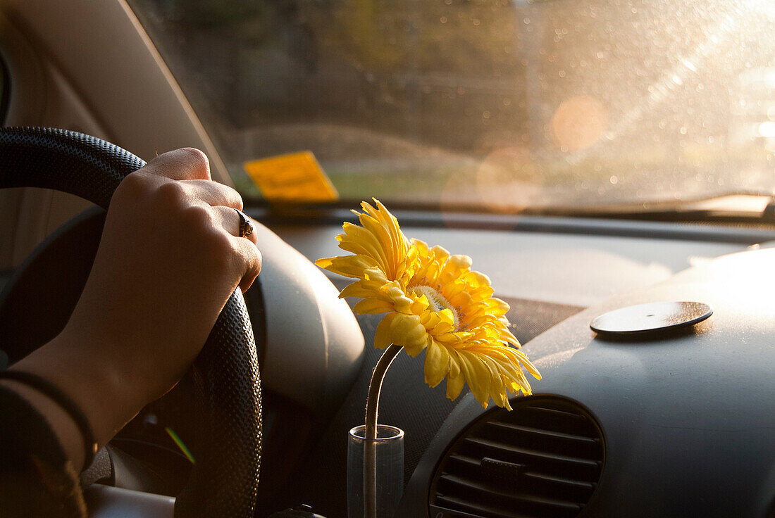Young woman driving car with flower next to steering wheel