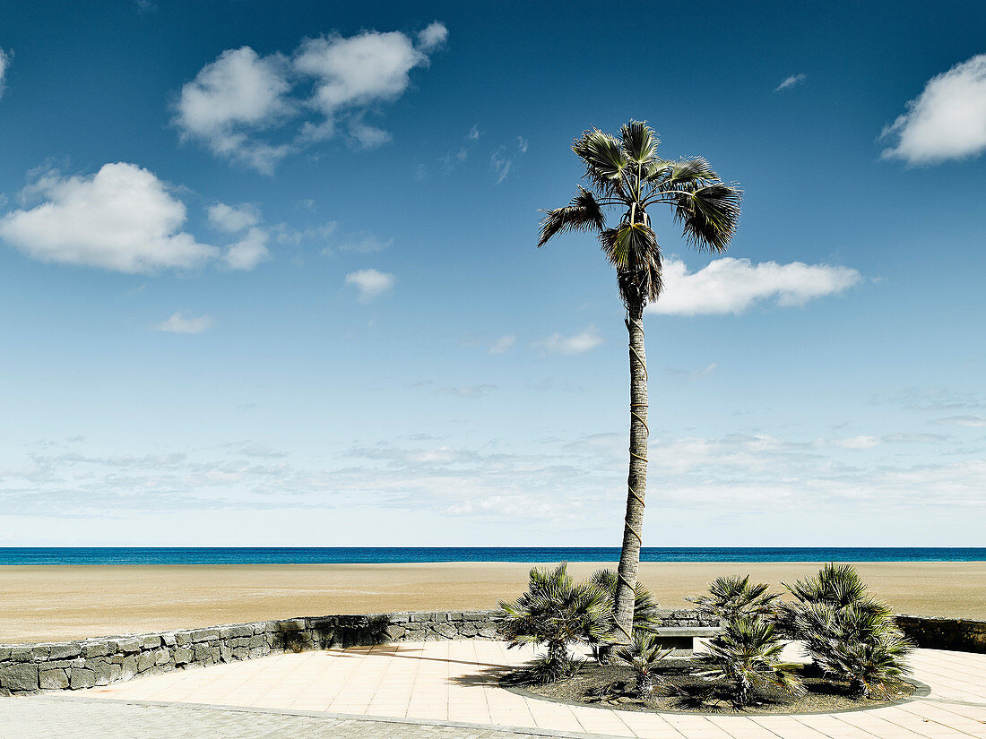 Palm tree at Lanzarote, Spain