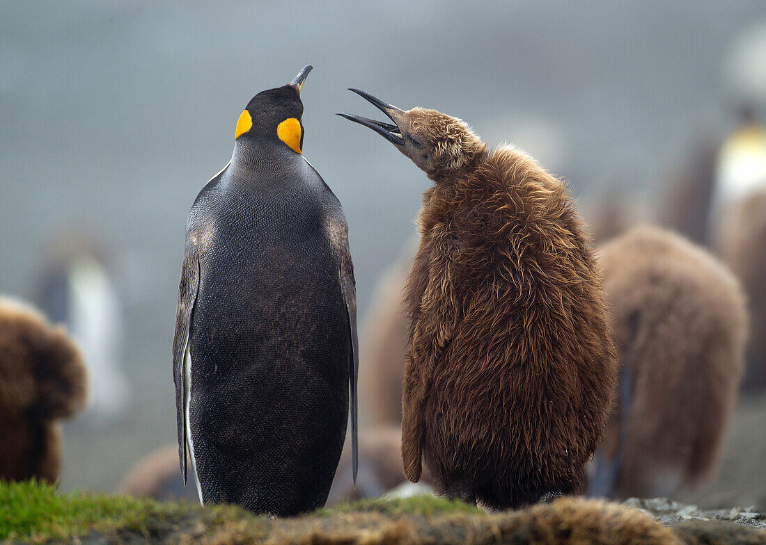 King penguin with young chick, amongst the colony, on beach, along the north east coast of Macquarie Island, Southern Ocean
